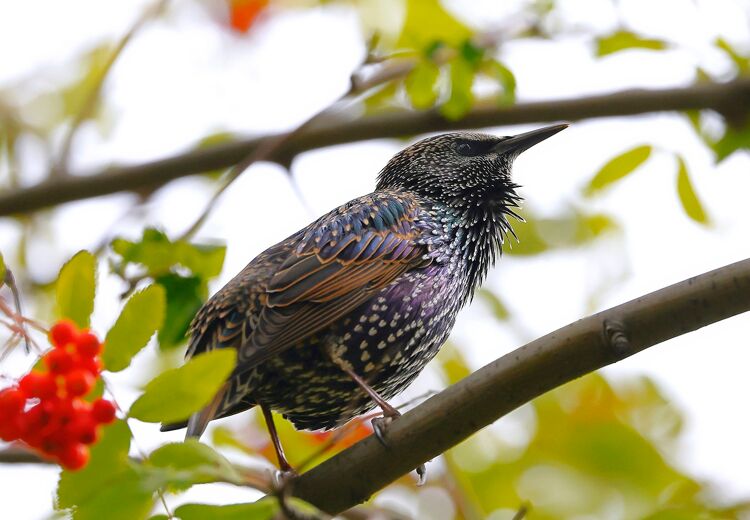 De spreeuw heeft een mooie gloed op zijn veren.